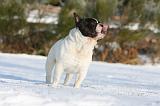 BOULEDOGUE FRANCAIS 927